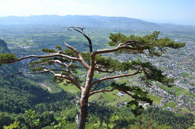 Das Bild von Gerrit Scholz zeigt die Aussicht von einem Berg in Koblach